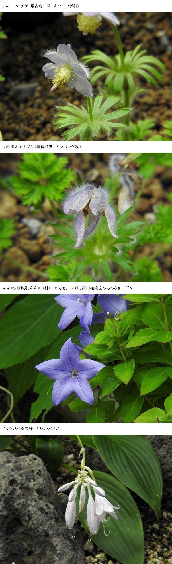 咲くやこの花館 高山植物 芳郎のスペース ｙｏｐｐｙ７０２